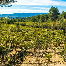 Ruta-Joc del Vi i el Cava. Sant Esteve Sesrovires