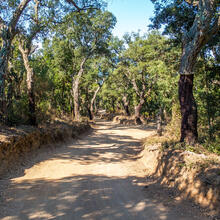 RUTA-JOC DEL BOSC I LA PAGESIA. VALLGORGUINA