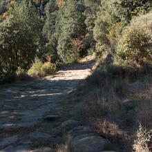 Camí empedrat de la via romana del Capsacosta travessant el bosc de la serra