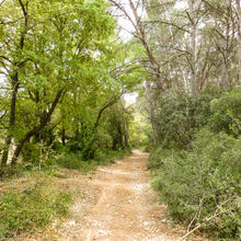 Bosc de Santa Anna amb roure cerrioides