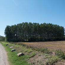 Ruta de Sant Benet. Navarcles.