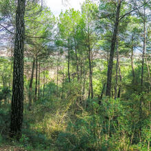 RUTA JOC DELS ESGAVELLATS. VILANOVA DEL CAMÍ