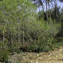 Rutes a Sant Martí Sarroca