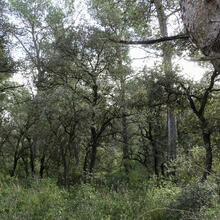 Rutes a Sant Martí Sarroca