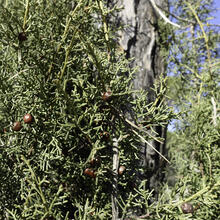 Rutes a Sant Martí Sarroca