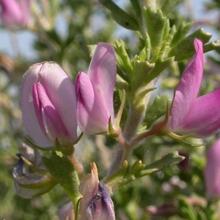 RUAC. RUTA 2 A MONTMANEU PER LA VALL LA DONA. LA GRANJA D'ESCARP