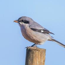 RUTA 2 A MONTMANEU PER LA VALL LA DONA