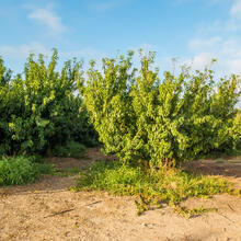RUTA 2 A MONTMANEU PER LA VALL LA DONA. LA GRANJA D'ESCARP