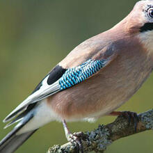 RUTA DE LA VINYA I ELS XAMPINYONS. SANT CEBRIÀ DE VALLALTA