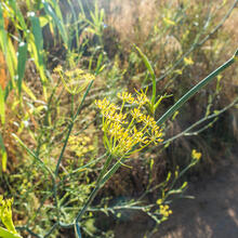 RUTA DE LA VINYA I ELS XAMPINYONS. SANT CEBRIÀ DE VALLALTA