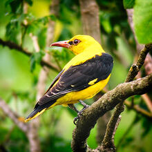 Rutes St Llorenç Savall