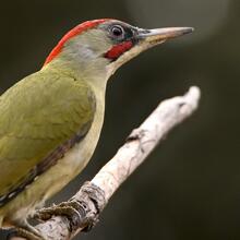 Santa Maria de Martorelles