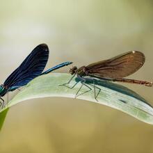 Rutes St Llorenç Savall