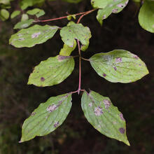 Sant LLorenç Savall