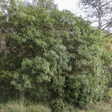 Sant LLorenç Savall