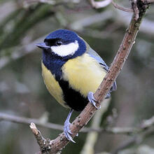 RUTA DELS OCELLS AL PARC DE LA LLORITA. LLAVANERES