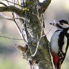 RUTA DELS OCELLS AL PARC DE LA LLORITA. LLAVANERES