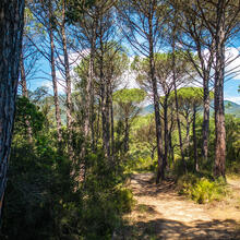 RUTA-JOC DE LES FETILLERES. GUALBA