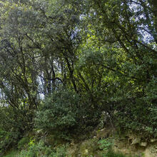 Ruta de les Parròquies de Gurb