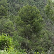 Ruta de les Parròquies de Gurb