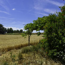 Rutes a St Fruitós de Bages