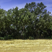 Rutes a St Fruitós de Bages