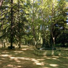 Passeig amb plàtans alts al Parc de Sant Salvador de Santa Coloma de Farners