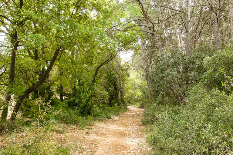 Bosc de Santa Anna amb roure cerrioides