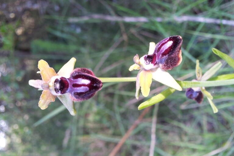 Rutes de natura calders