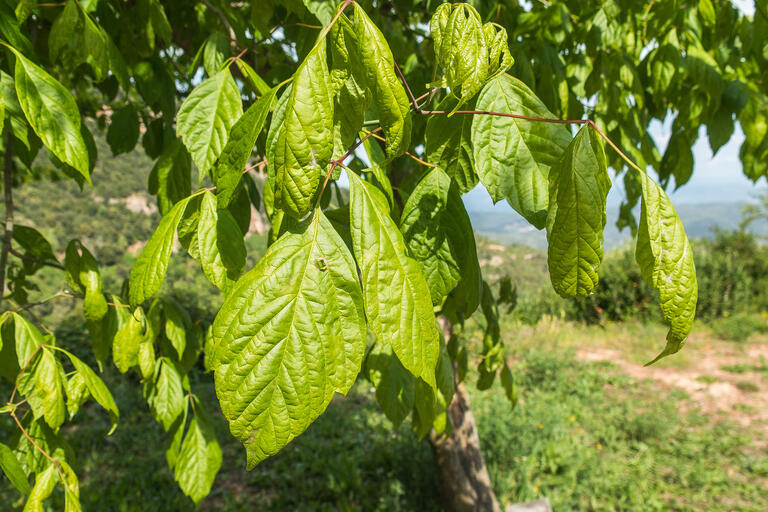 RUTA CAMÍ VELL DE L'OLIVER. MARGANELL