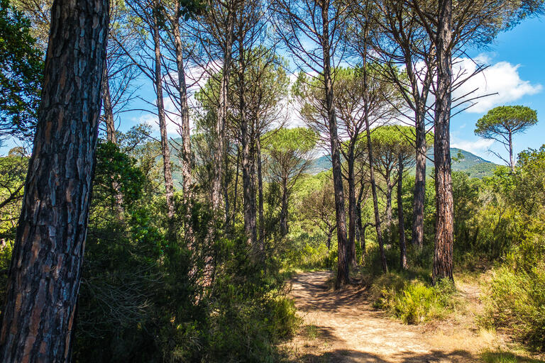 RUTA-JOC DE LES FETILLERES. GUALBA