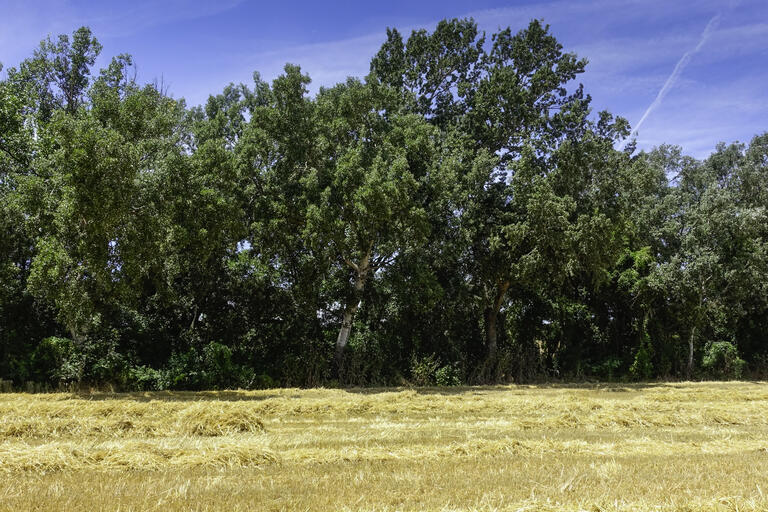 Rutes a St Fruitós de Bages