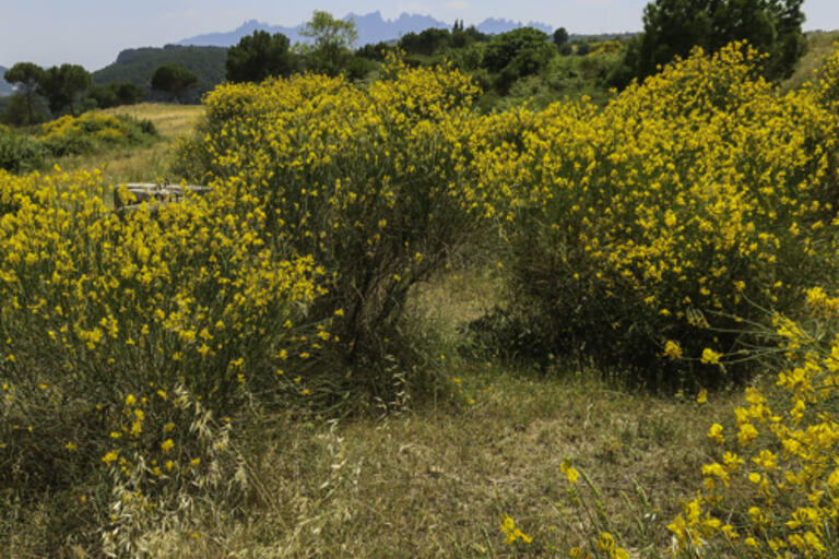 Sant Fruitós de Bages 