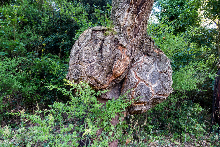 RUTA-JOC DEL BOSC I LA PAGESIA. VALLGORGUINA