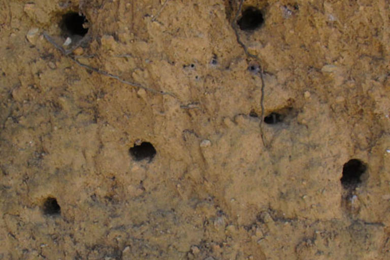 Nius d'abellerols | Natura Local