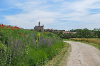 Ruta-Joc dels Bolets. Sant Boi de Lluçanès.