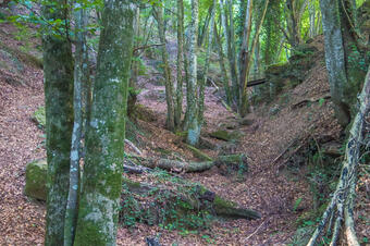 Ruta Descobrim Xenacs amb La Boscana. Les Preses.