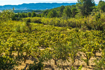 Ruta-Joc del Vi i el Cava. Sant Esteve Sesrovires