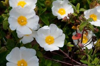 RUTA LITERÀRIA DELS SOTS FERÈSTECS. FIGARÓ-MONTMANY