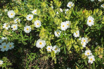 RUTA LITERÀRIA DELS SOTS FERÈSTECS. FIGARÓ-MONTMANY