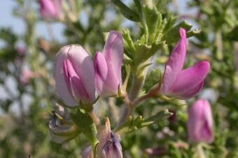 RUAC. RUTA 2 A MONTMANEU PER LA VALL LA DONA. LA GRANJA D'ESCARP