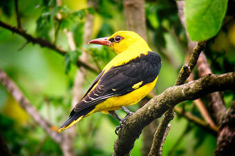 RUTA 1 EL MEANDRE DEL SEGRE. LA GRANJA D'ESCARP