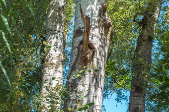 RUTA 1 EL MEANDRE DEL SEGRE. LA GRANJA D'ESCARP