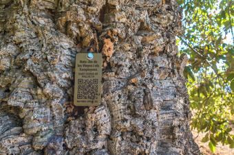 Ruta-Joc de les Vinyes i els Xampinyons. Sant Cebrià de Vallalta