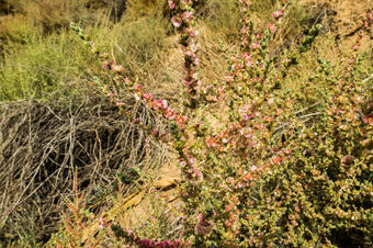 RUAC. RUTA 2 A MONTMANEU PER LA VALL LA DONA. LA GRANJA D'ESCARP