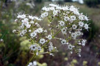 RUAC. RUTA 2 A MONTMANEU PER LA VALL LA DONA. LA GRANJA D'ESCARP