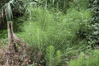 Ruta-joc mediambiental de les fonts. Santa Maria de Martorelles