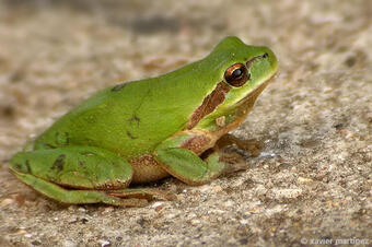 <p>Rutes joc de la pedra seca. Sant LLorenç Savall.</p> Ruta Sant LLorenç Savall.