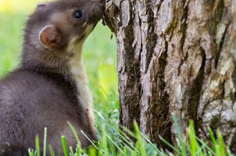 Rutes Sant Llorenç Savall