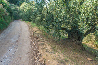 Ruta de les Oliveres Centenàries. Ullastrell.